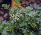 familia Apiaceae. Верхушка зацветающего растения с ползающими муравьями. Москва, Аптекарский огород, теневой сад, в культуре. 03.09.2021.