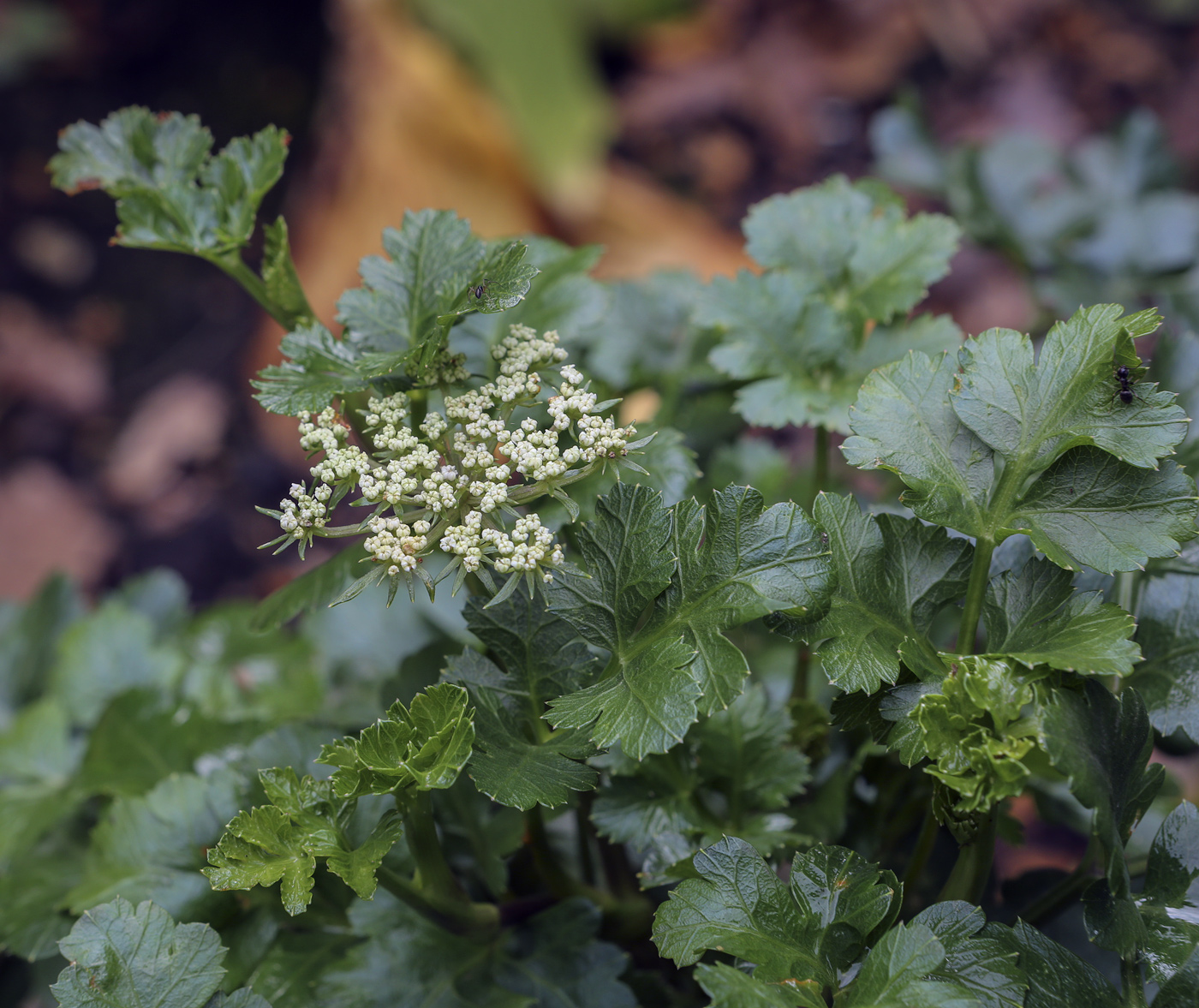Image of familia Apiaceae specimen.