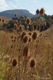 Dipsacus laciniatus