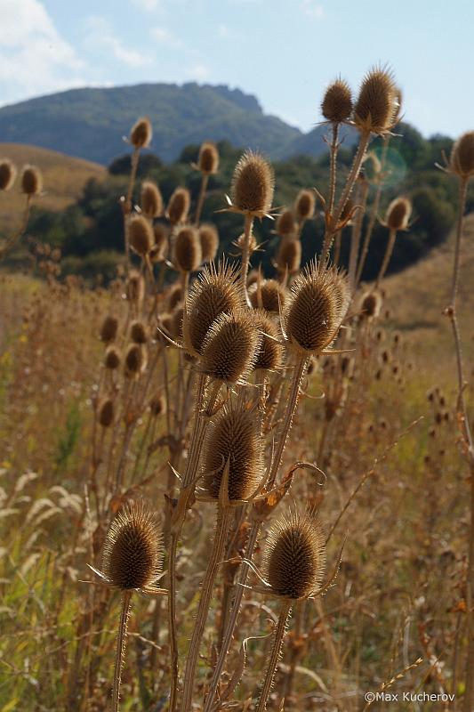 Изображение особи Dipsacus laciniatus.