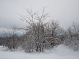 Gleditsia triacanthos