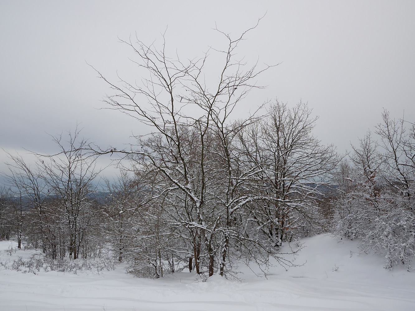 Image of Gleditsia triacanthos specimen.