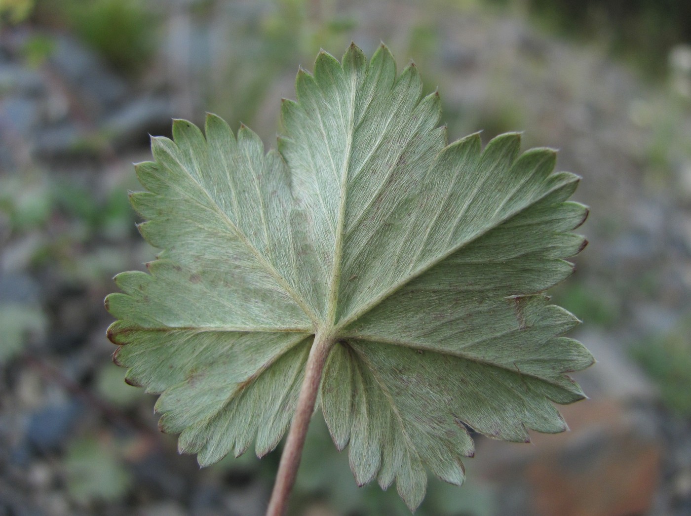 Image of Alchemilla bombycina specimen.