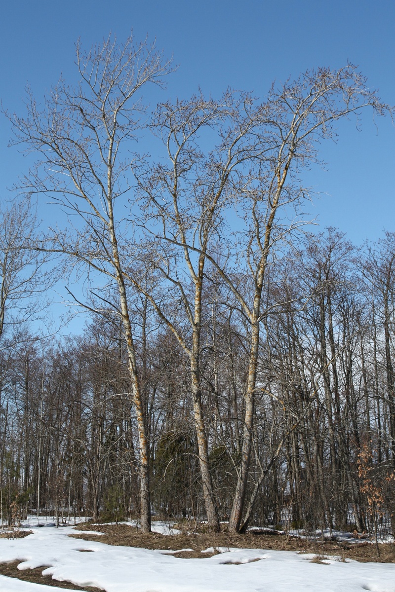 Изображение особи Populus tremula.