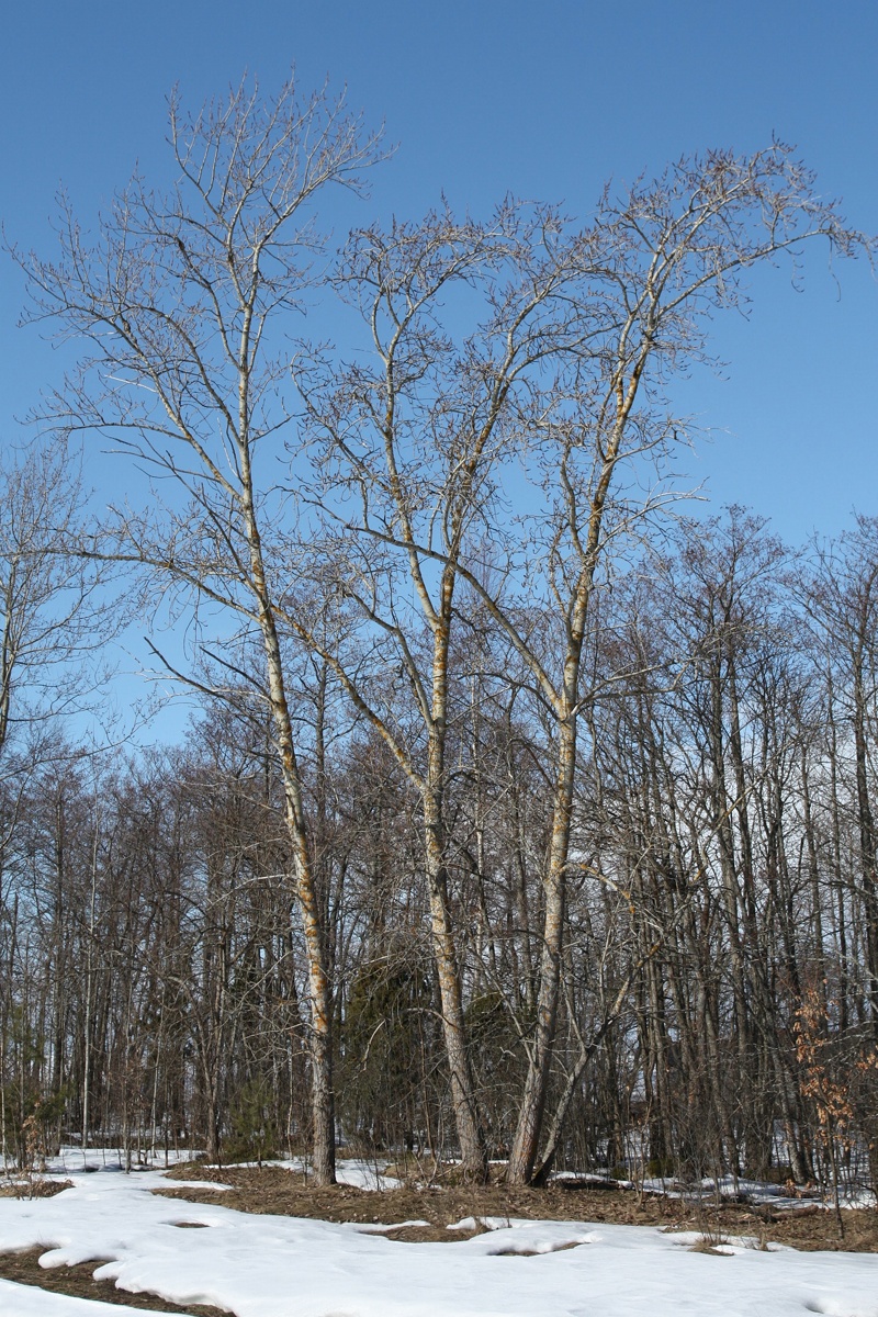 Image of Populus tremula specimen.