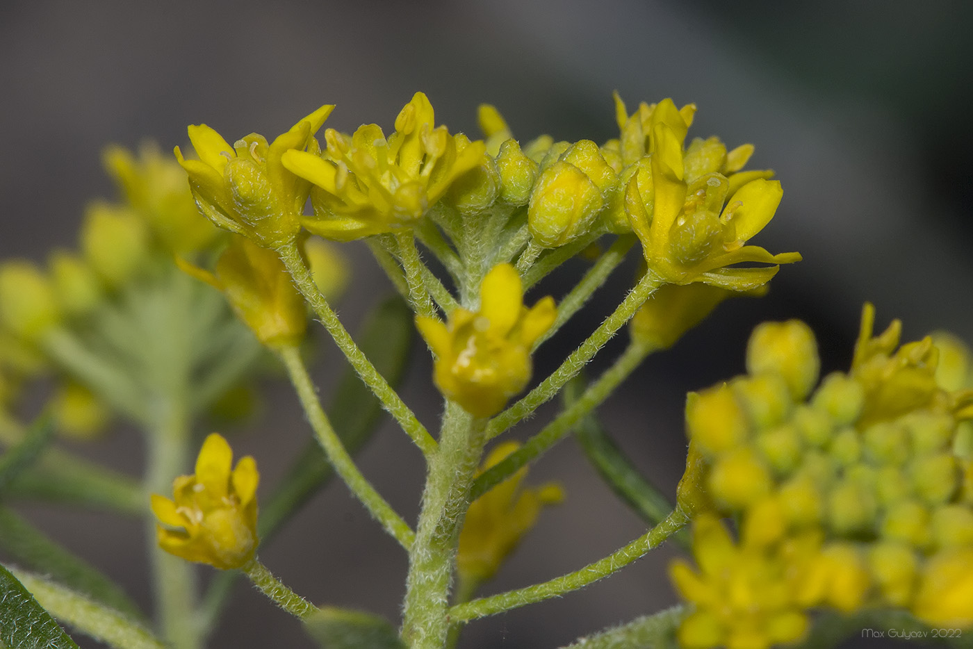 Image of Odontarrhena obtusifolia specimen.