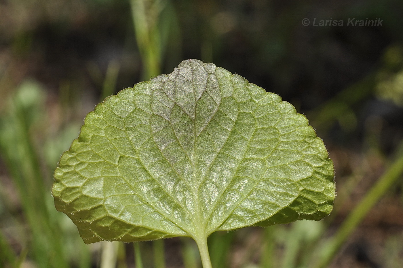 Image of Viola brachysepala specimen.