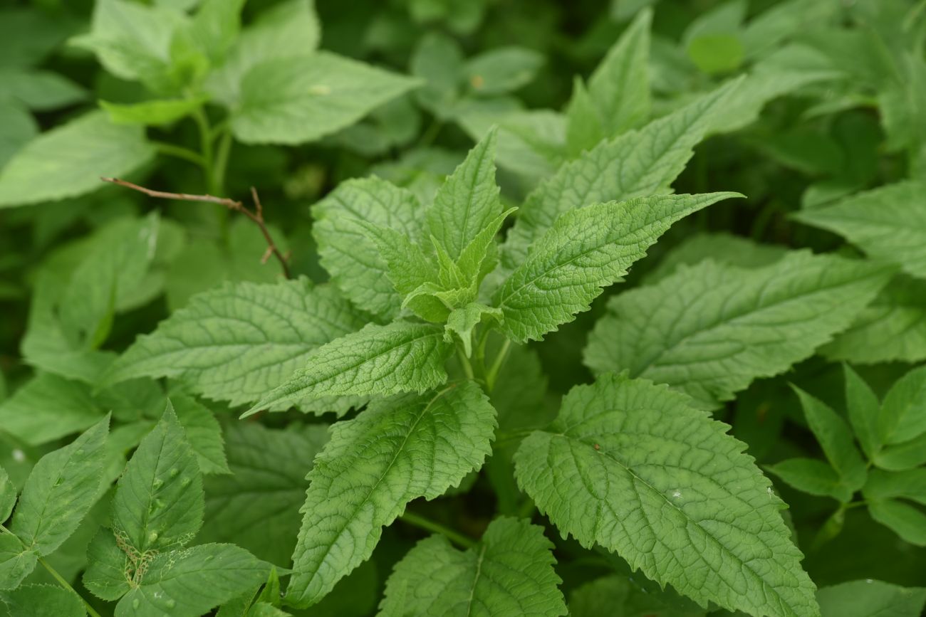 Image of Campanula latifolia specimen.