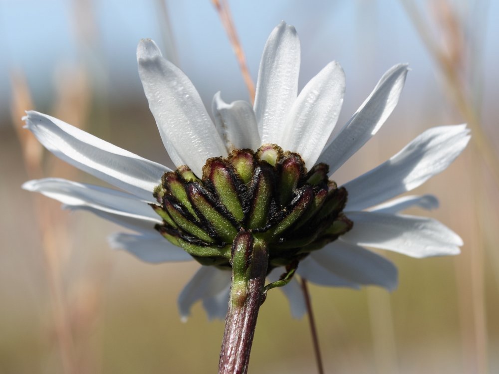 Image of Arctanthemum hultenii specimen.