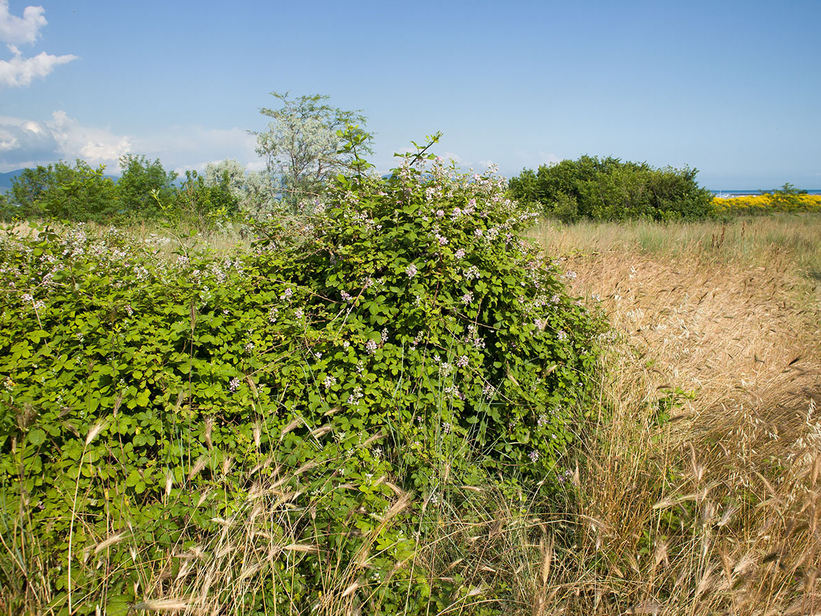 Image of Rubus sanctus specimen.