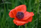 Papaver orientale