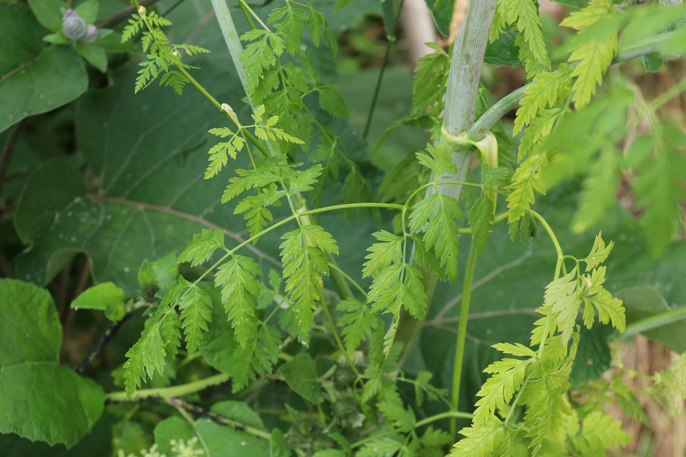 Изображение особи Conium maculatum.