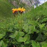 Ligularia calthifolia. Цветущее растение. Приморский край, Ольгинский р-н, окр. пос. Тимофеевка, мыс Четырёх Скал, луговой склон у моря. 11.07.2022.