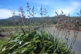 Phormium tenax. Цветущее растение. Новая Зеландия, Северный остров, р-н Окленд, национальный парк \"Waitakere Ranges\". 13.12.2013.