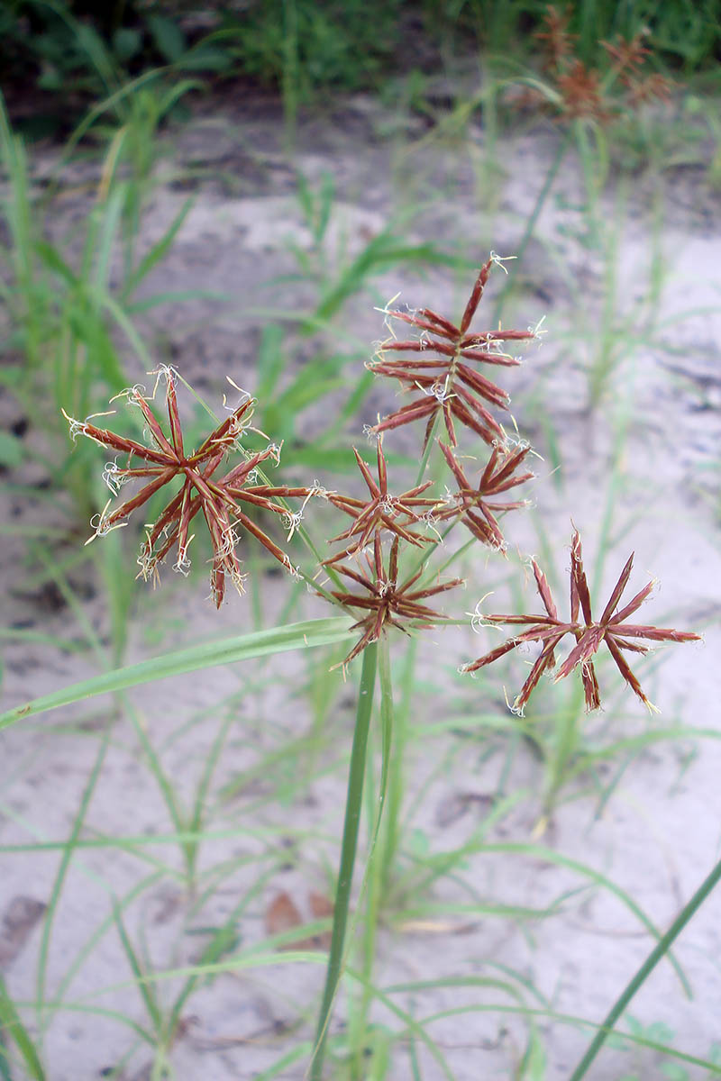 Image of genus Cyperus specimen.