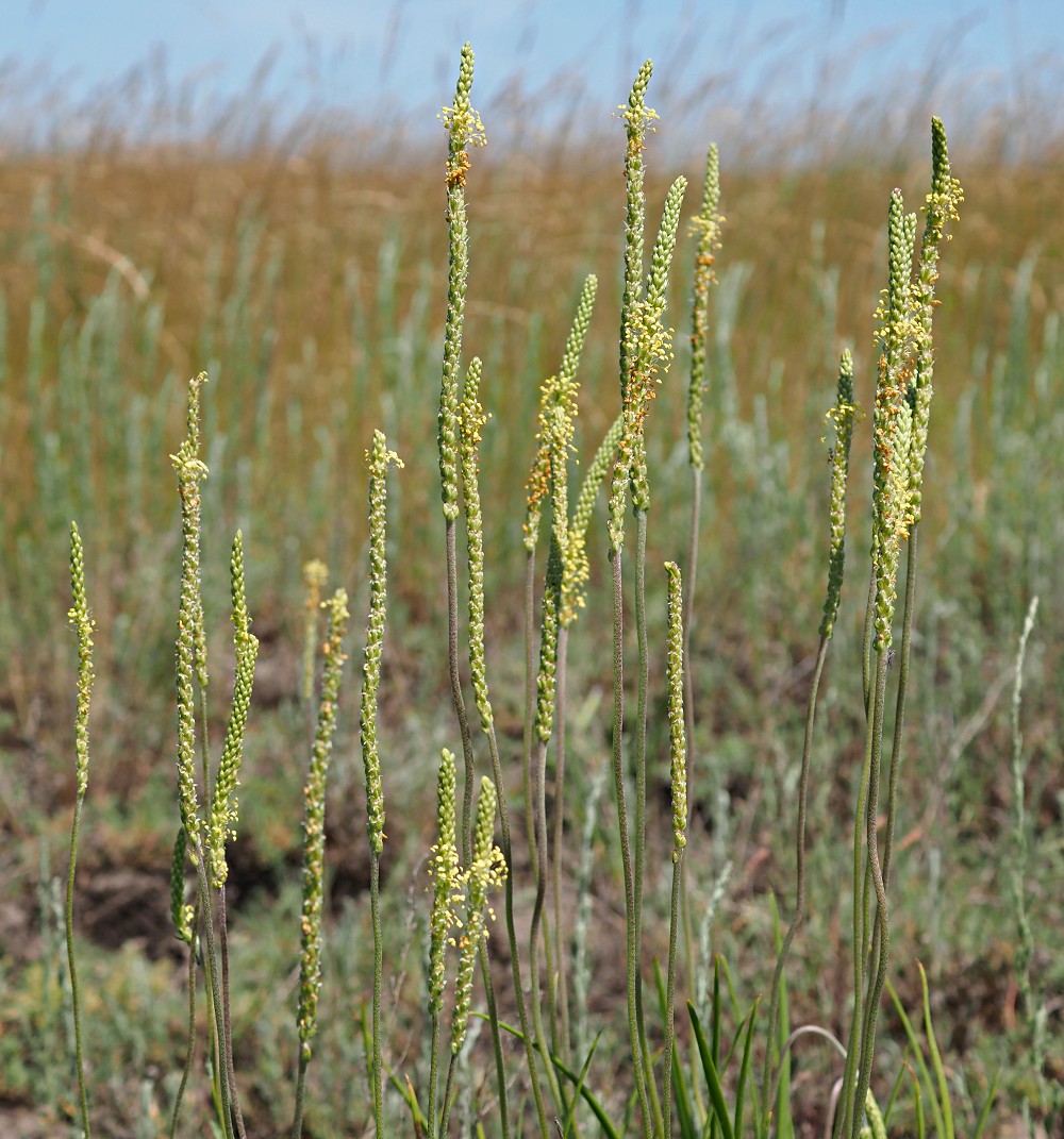 Image of Plantago salsa specimen.