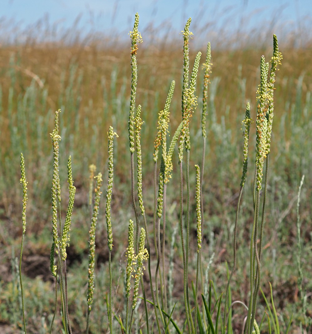 Изображение особи Plantago salsa.