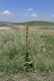 Verbascum densiflorum