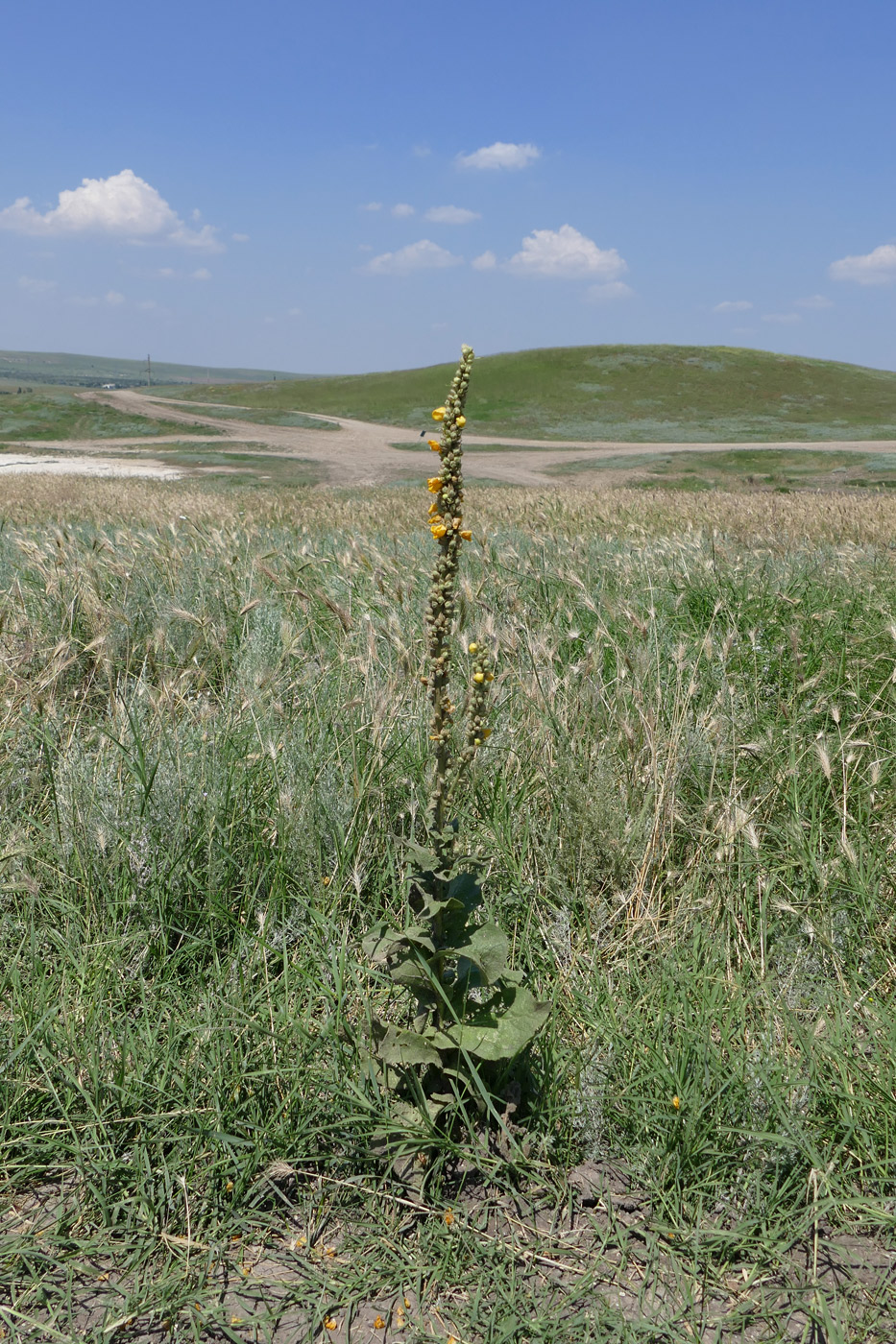 Image of Verbascum densiflorum specimen.