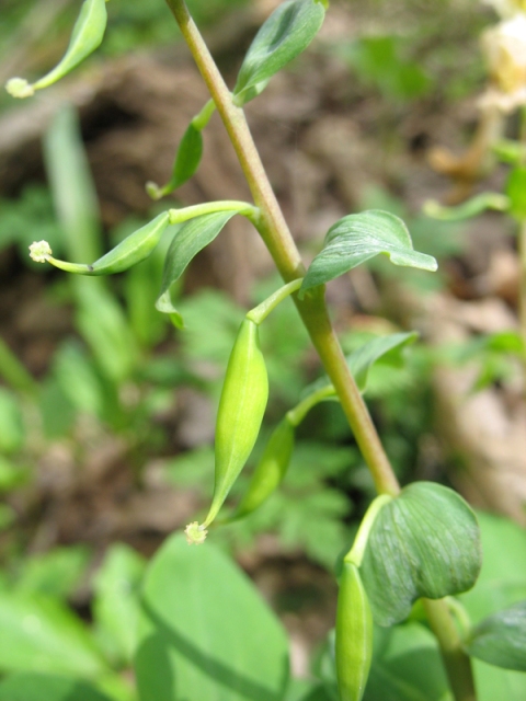 Image of Corydalis marschalliana specimen.