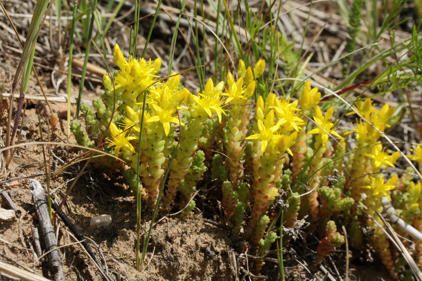 Image of Sedum acre specimen.