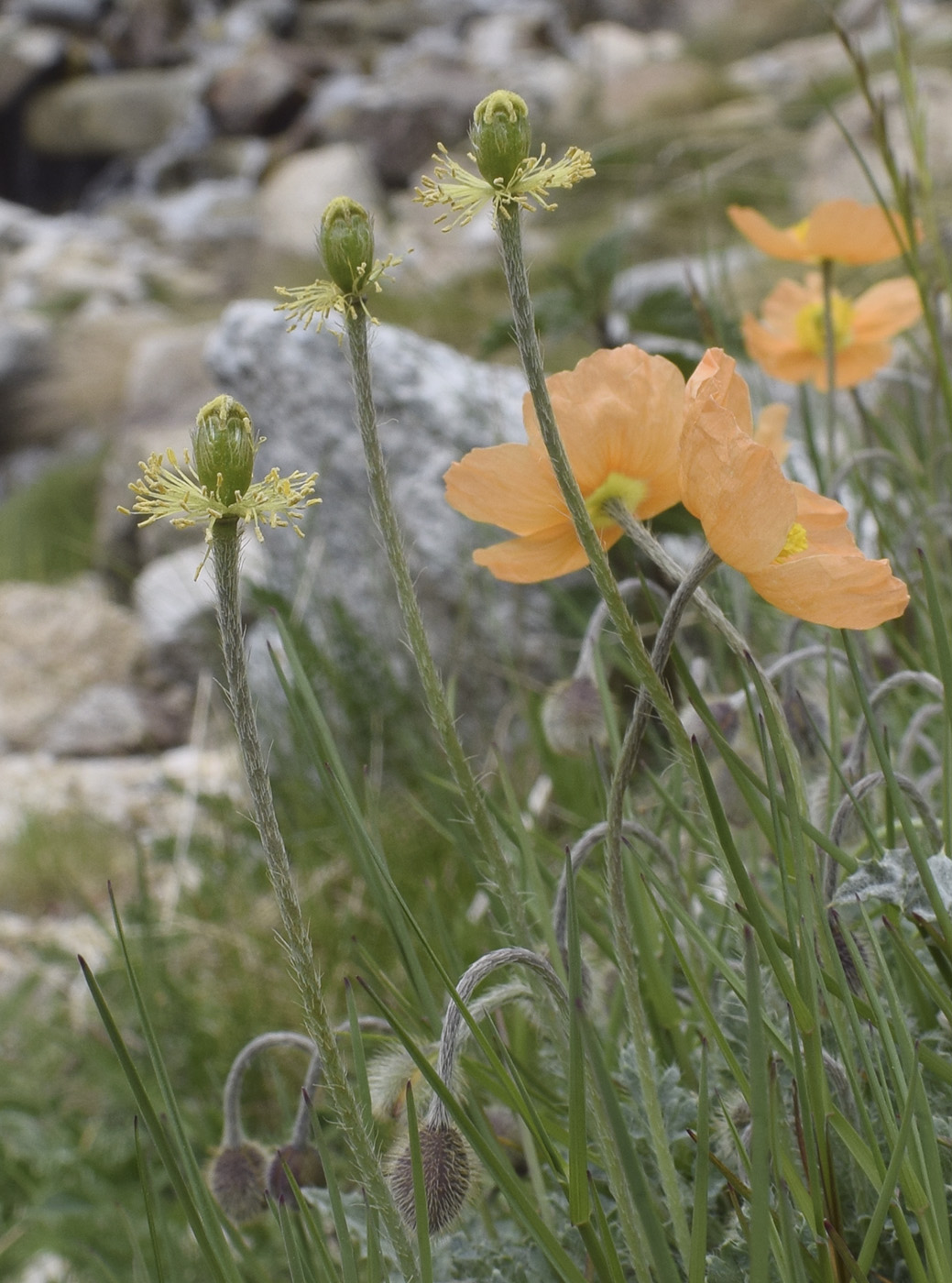 Image of Papaver lapeyrouseanum specimen.