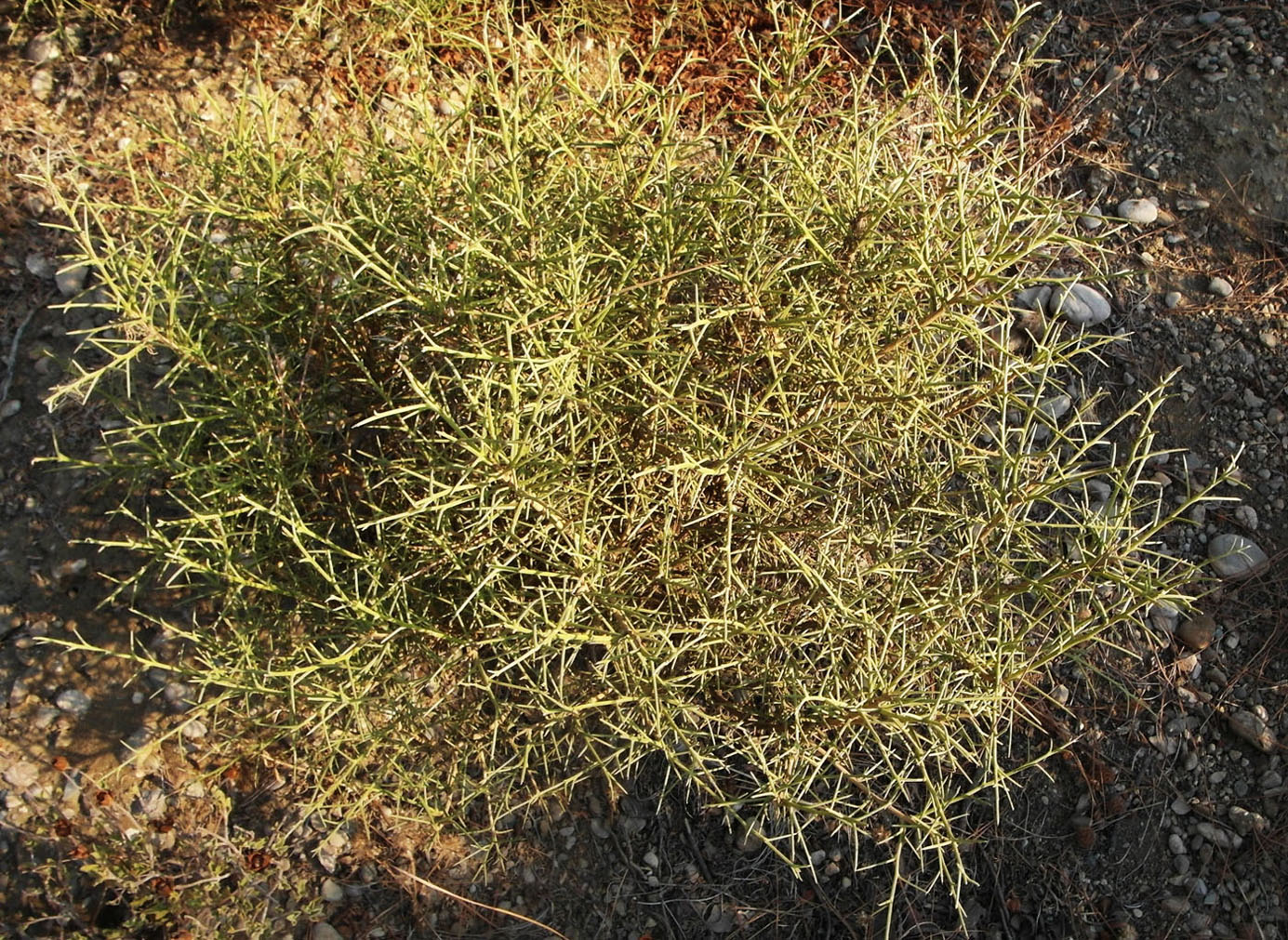Image of Genista acanthoclada specimen.