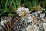 Sedum oppositifolium