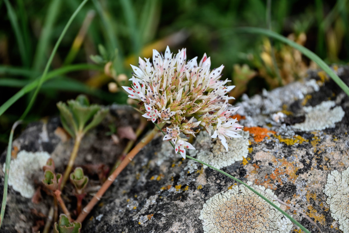 Image of Sedum oppositifolium specimen.