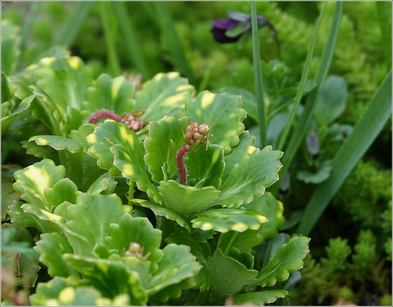 Изображение особи Saxifraga umbrosa.