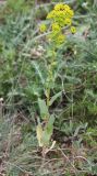 Euphorbia agraria
