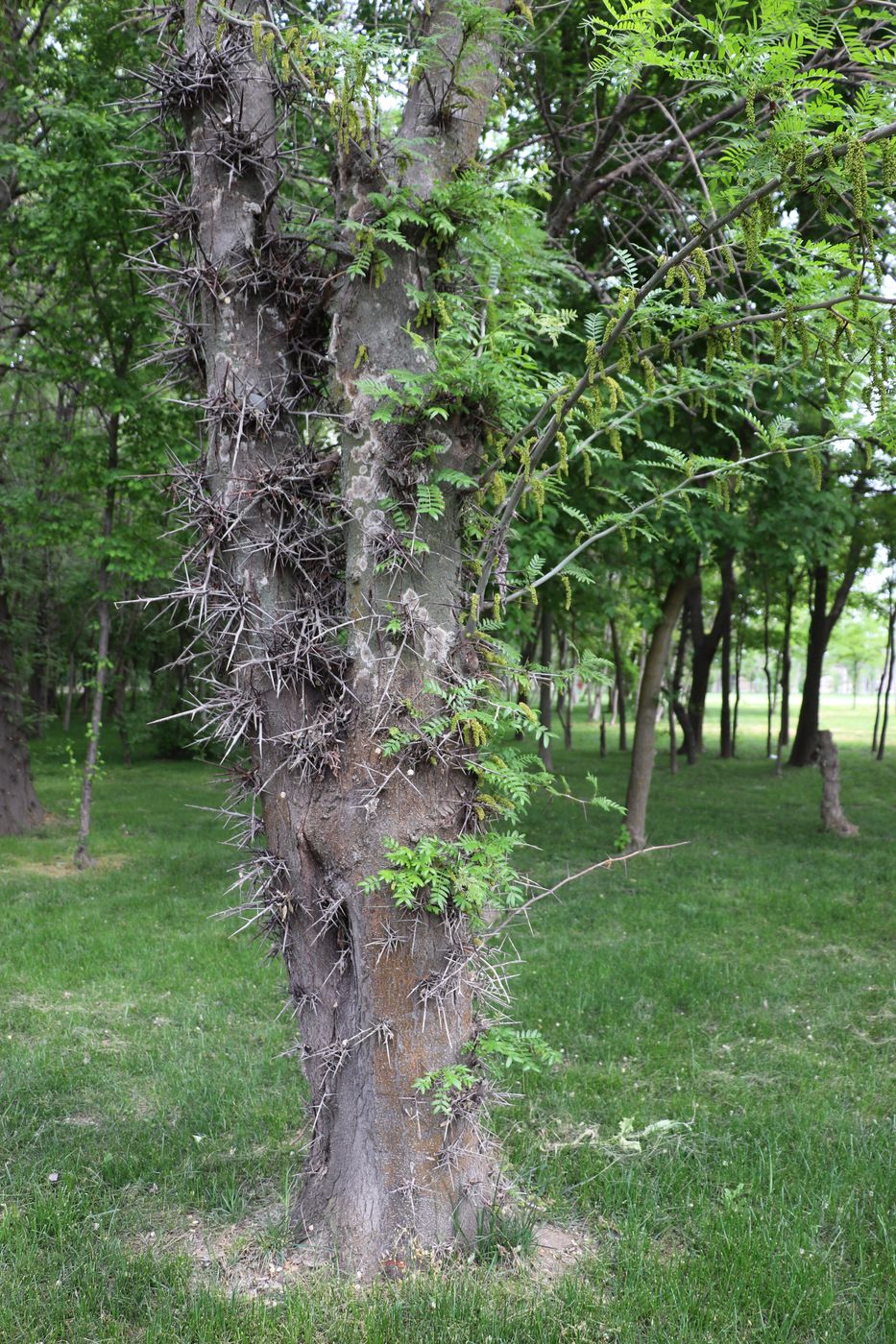 Image of Gleditsia triacanthos specimen.