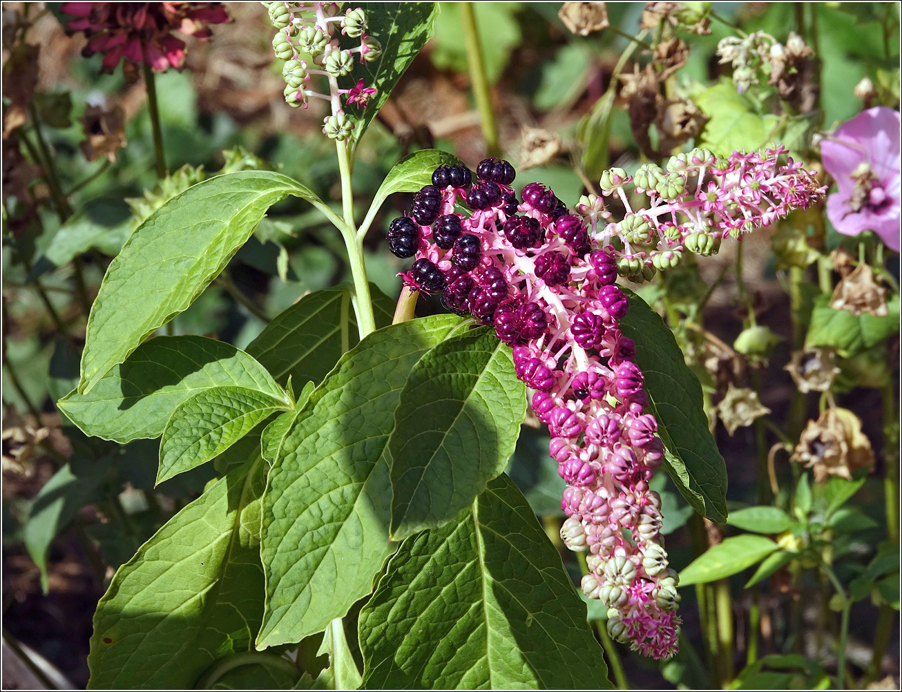 Изображение особи Phytolacca acinosa.