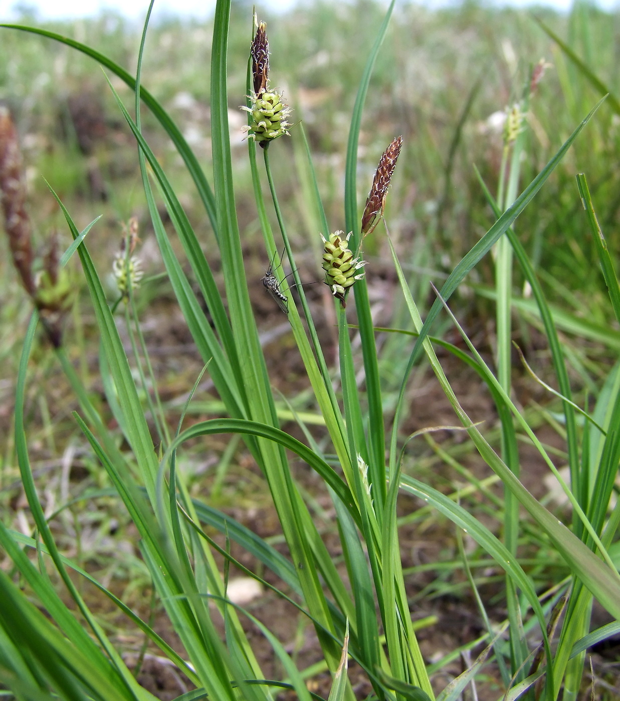 Image of genus Carex specimen.