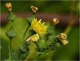 Sonchus oleraceus