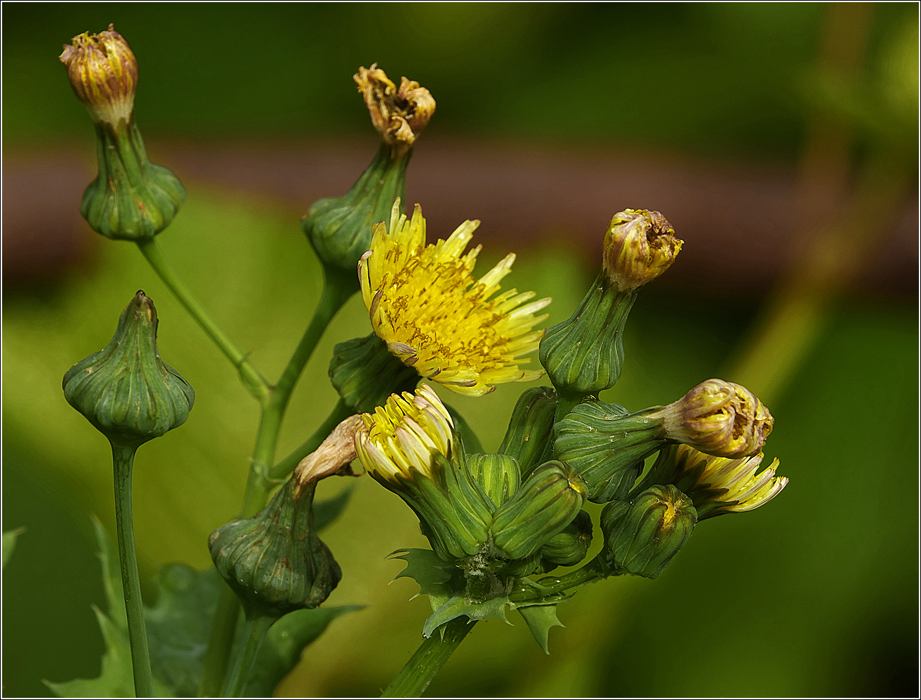 Изображение особи Sonchus oleraceus.