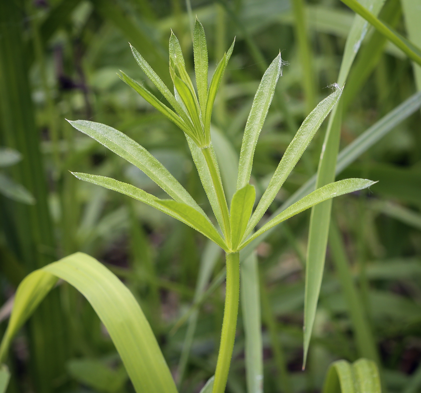 Изображение особи Galium rivale.