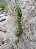 Campanula bellidifolia. Зацветающее растение. Карачаево-Черкесия, Урупский р-н, Кавказский биосферный заповедник, Имеретинское ущелье, ≈ 2200 м н.у.м., скалы под Верхним Имеретинским водопадом, в скальной расщелине. 28.07.2022.