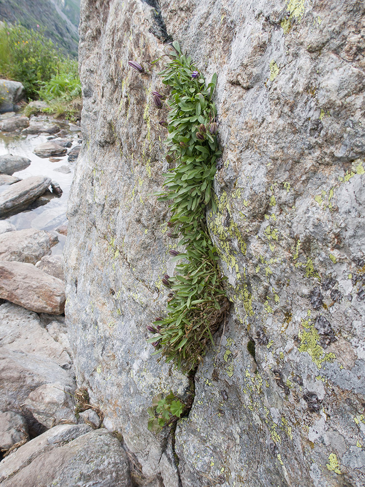 Image of Campanula bellidifolia specimen.