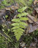 genus Dryopteris. Перезимовавшая вайя. Пермский край, Оханский р-н, Тулумбаихинское сельское поселение, Кунчурихинский бор, смешанный лес. 01.05.2022.