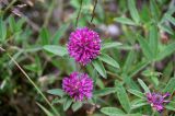 Trifolium alpestre