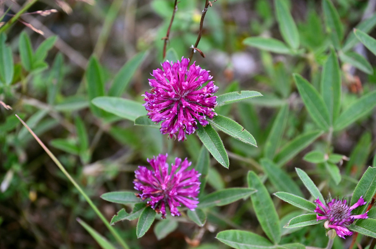 Изображение особи Trifolium alpestre.