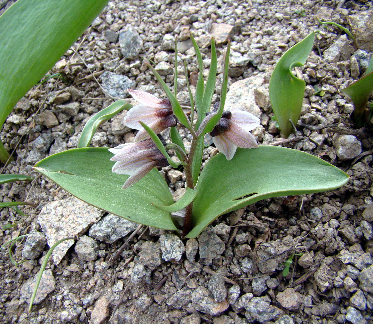 Image of Rhinopetalum stenantherum specimen.
