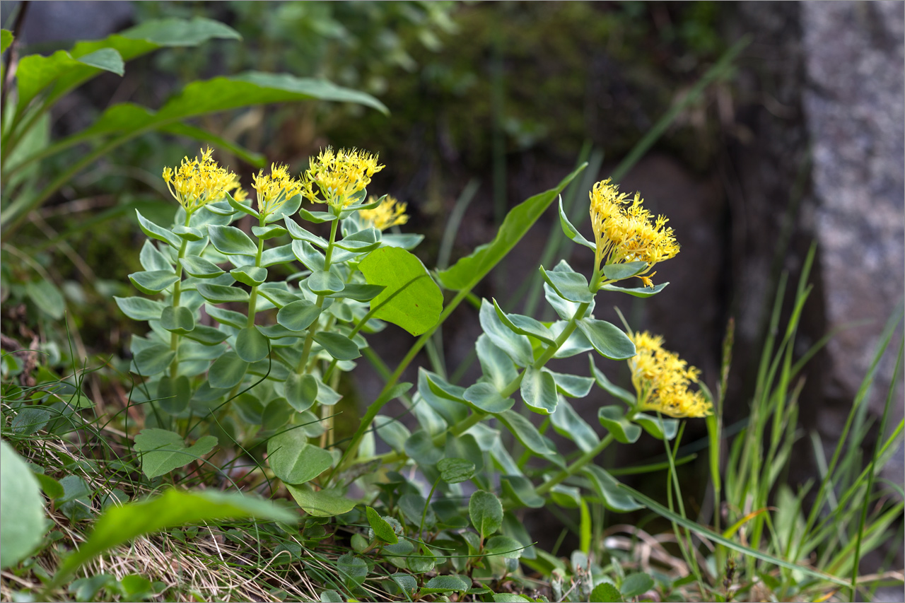 Image of Rhodiola rosea specimen.