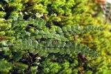 Asplenium подвид inexpectans