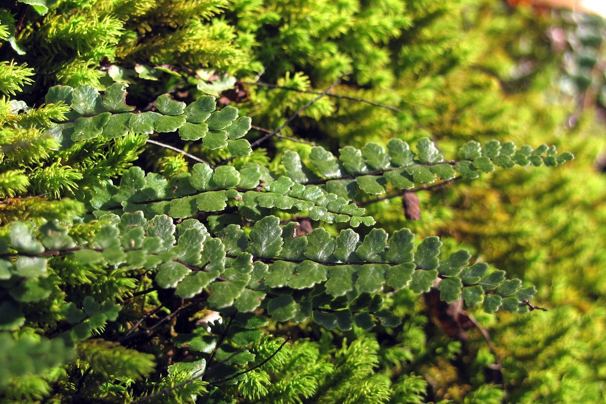 Изображение особи Asplenium trichomanes ssp. inexpectans.