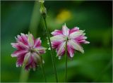 Aquilegia variety stellata