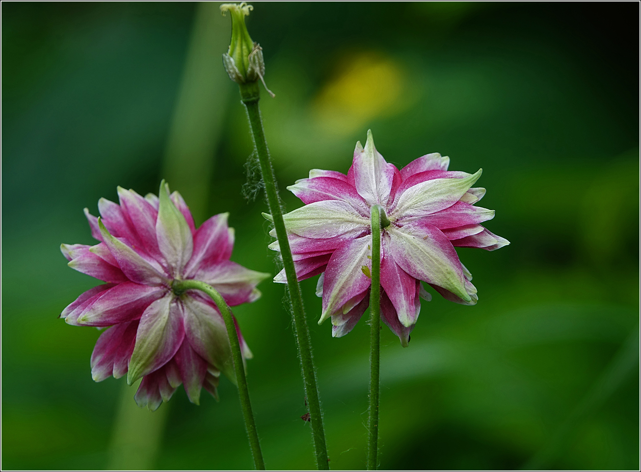 Image of Aquilegia vulgaris var. stellata specimen.