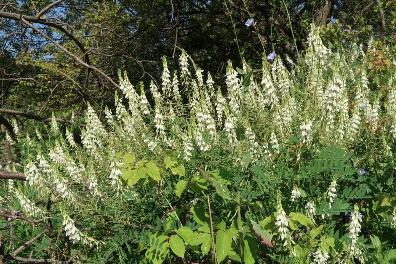 Изображение особи Galega officinalis.