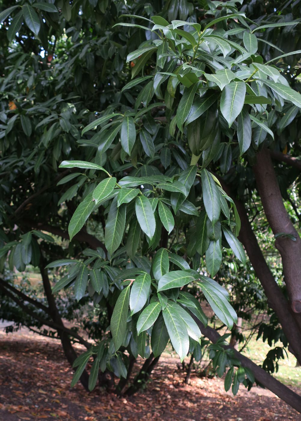 Изображение особи Lauro-cerasus officinalis.